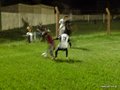 LVBF2FA2013 009
