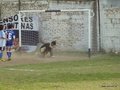 LVBF19FC2013 035